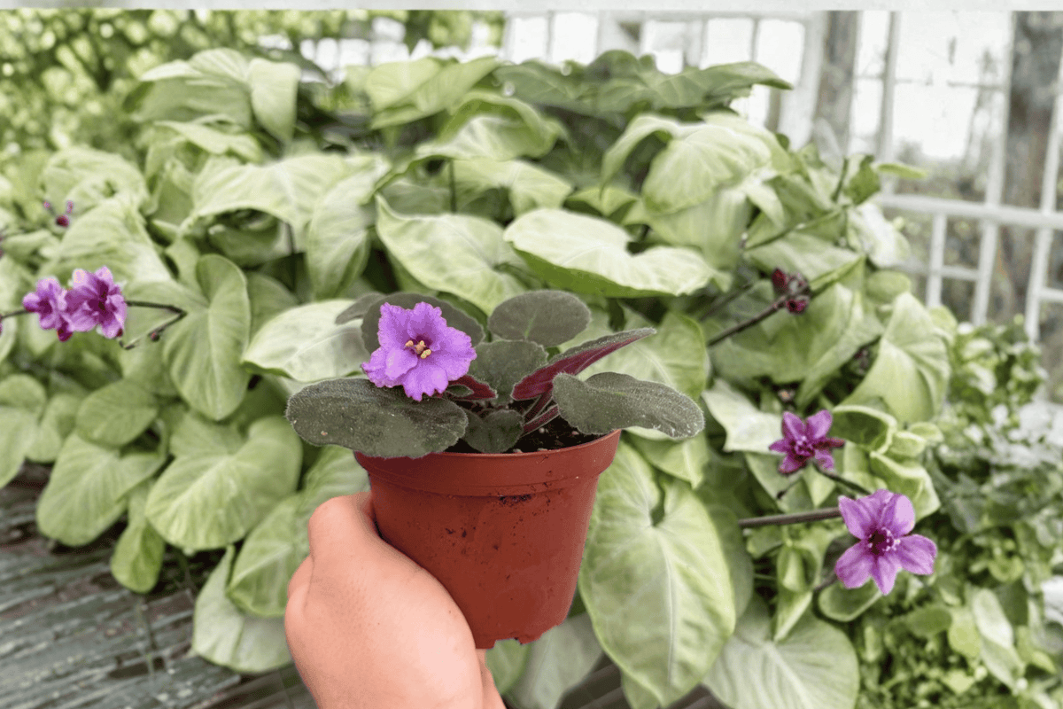 Buckeye Country Gal African Violet Streptocarpus ionanthus 4-Inch Bare Root, 2 Live Plants