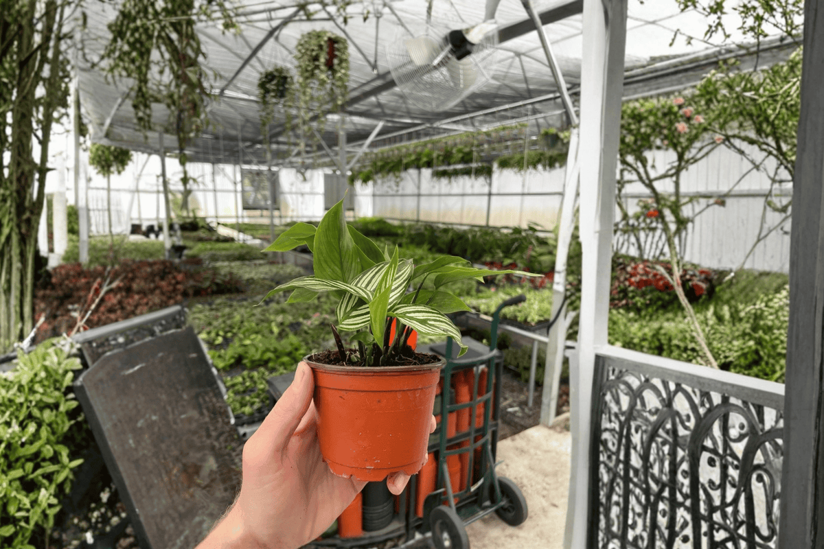 Calathea Vittata Goeppertia elliptica ‘Vittata’ — 2 Live Plants in 4-Inch Pots