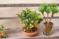 Owari Satsuma Mandarin Citrus Tree - 3 Gallon Live Tree, Seedless Easy Peel