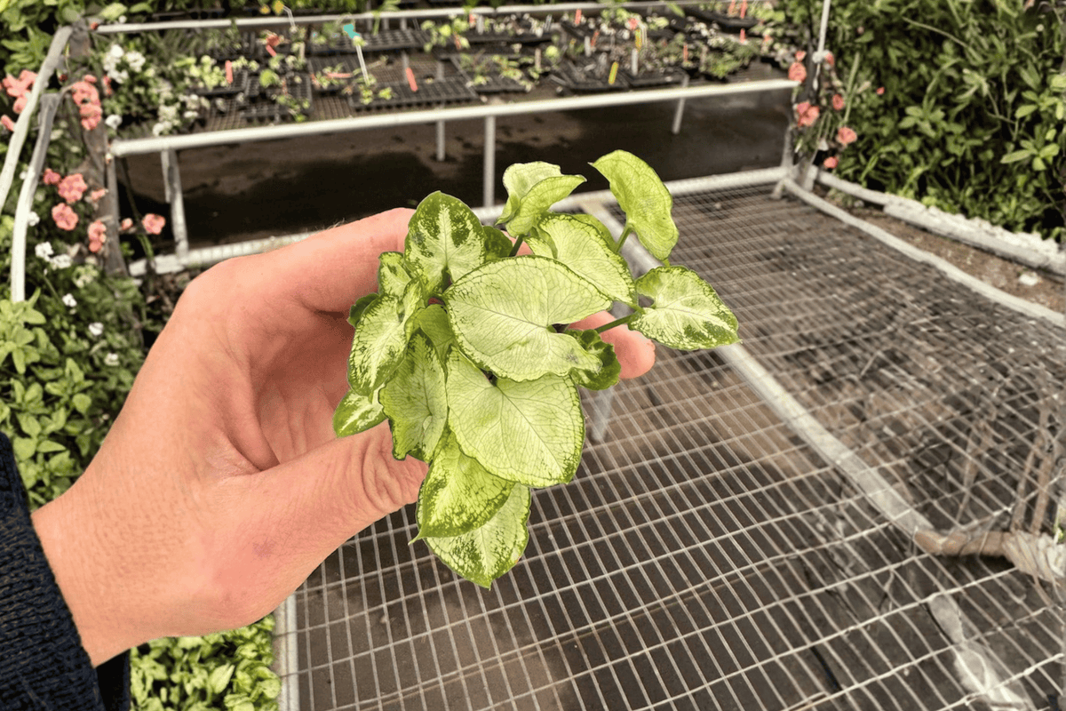 Syngonium Shorty Starter Plants – 2 Live 2-Inch Nursery Pot Size (No Pot)