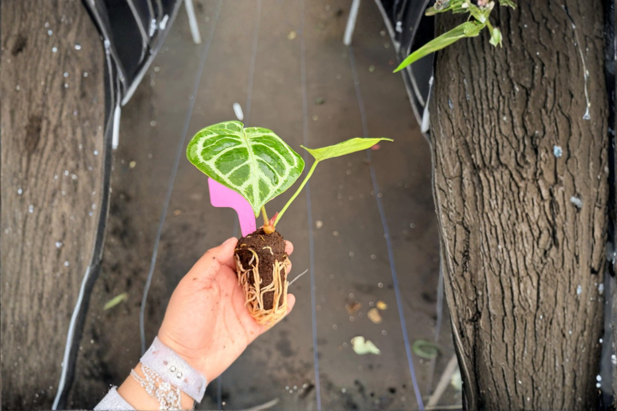 Anthurium 'Silver Blush × Papi' Hybrid Live Starter Plants (2) – Plug-Grown