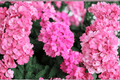 Empress Sun Pink Verbena Live Plant - 4-Inch Pot