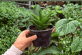 Sansevieria Jewel Crown - 2 Live Plants in 4" Pots