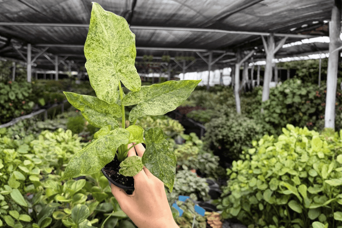 Alocasia Odora Batik Snow Variegated 2-Plant 4-Inch Pot Live Plants