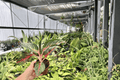 Aglaonema 'Red Borju' Live Plants — 2 in 4-Inch Pots