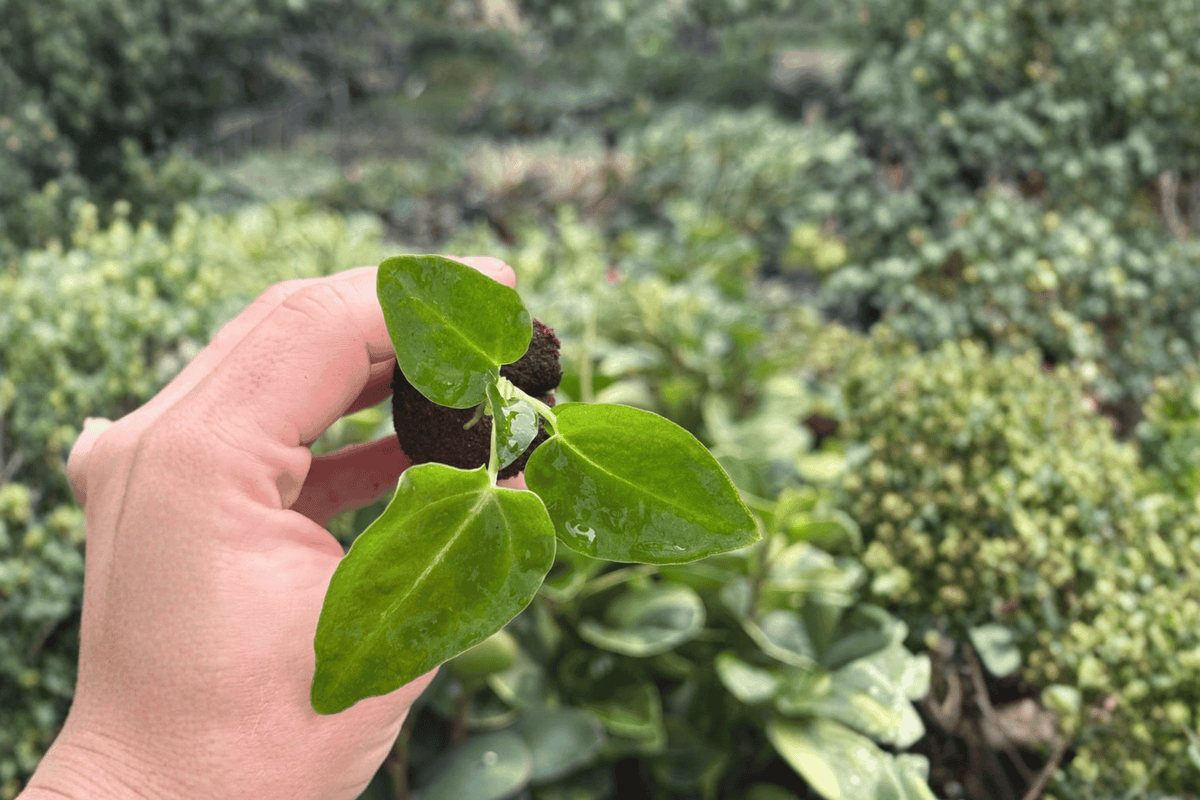 Anthurium Crystal × Magnificum Jakarta Starter Plants (2) in Plugs – Exact Plants