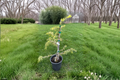 Klondike Deodar Cedar Cedrus deodara ‘Klondike’ - 12 Inch Live Plant in 1 Gallon Pot