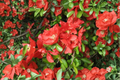 Texas Scarlet Flowering Quince Live Plant 2-Gallon Pot • Chaenomeles × superba ‘Texas Scarlet’