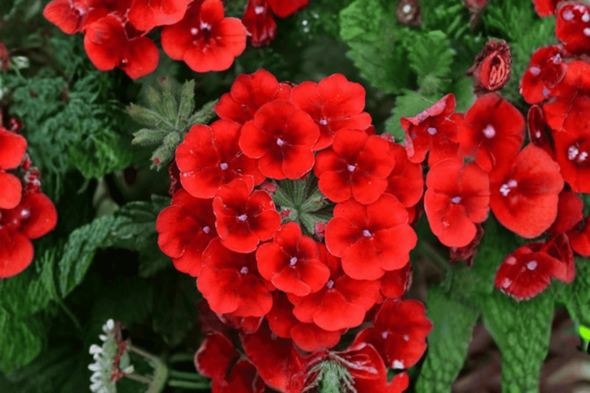Empress Sun Red Verbena Live Plant - 4-Inch Pot (Verbena 'Empress Sun Red')