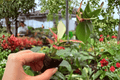 Aglaonema Sunrise Red Starter Plants - 2 Exact Live Plants