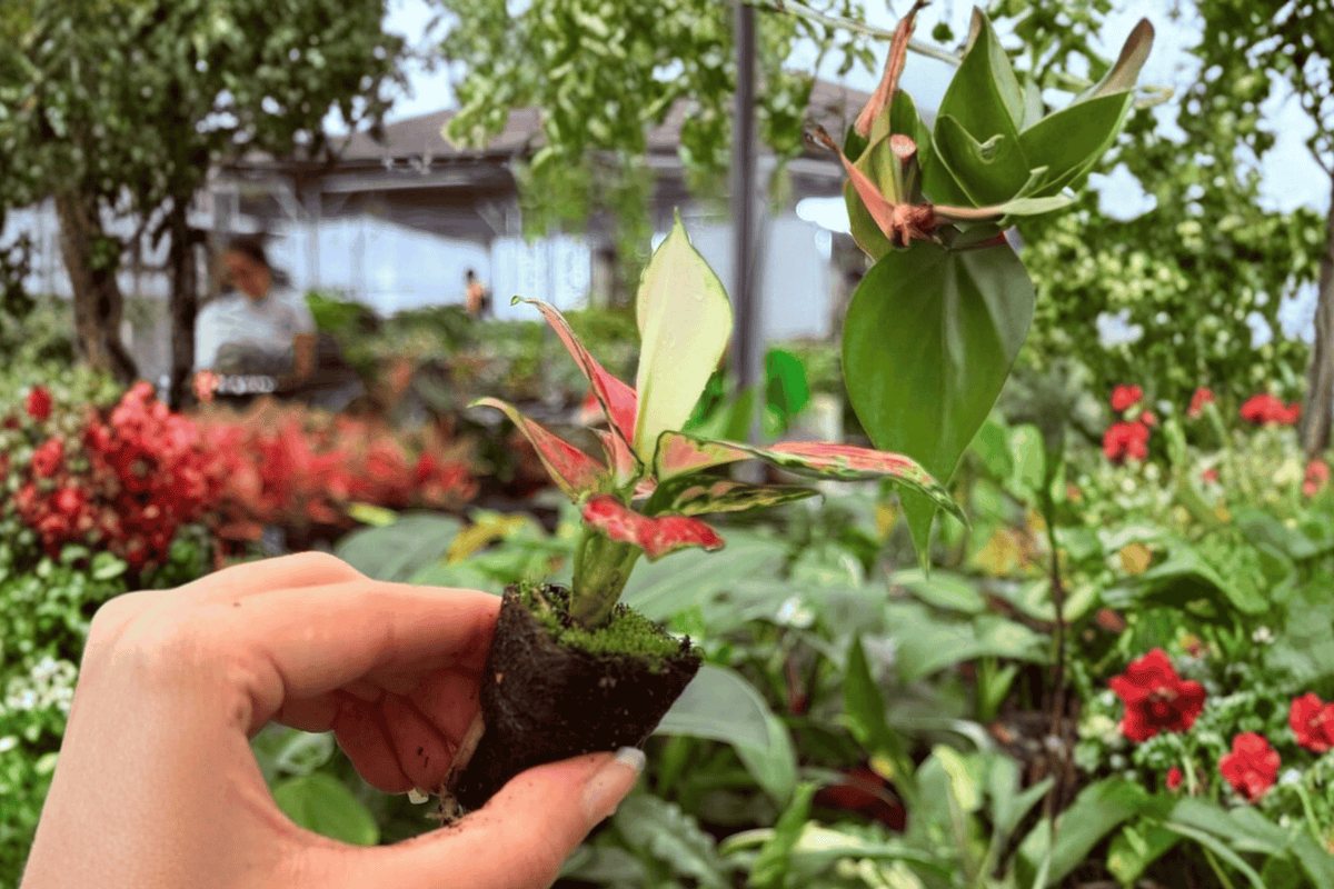 Aglaonema Sunrise Red Starter Plants - 2 Exact Live Plants