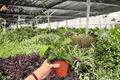 Hoya quinquenervia - 2 Live Plants in 4-Inch Pots (Shipped Potted)