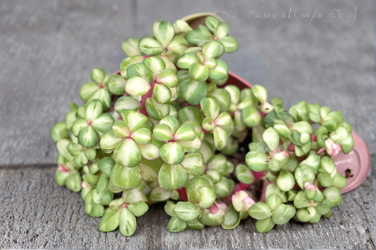 Variegated Elephant Bush Portulacaria afra - 4 inch Pot, Rooted Live Succulent