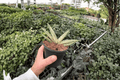 Variegated Starfish Sansevieria Boncel - 2x 4-Inch Pots