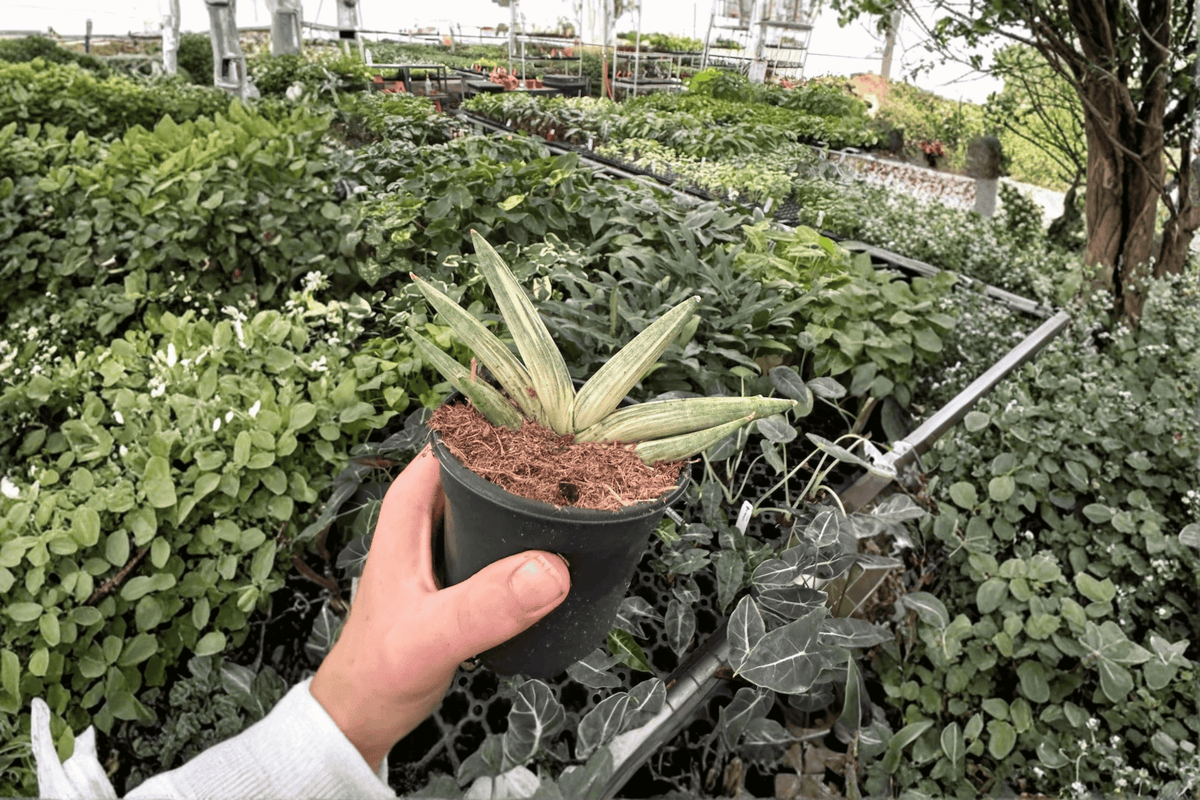 Variegated Starfish Sansevieria Boncel - 2x 4-Inch Pots