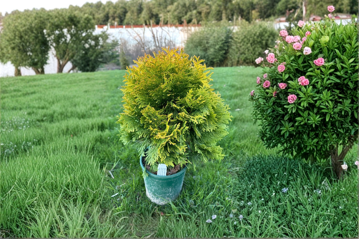 Gold Drop Arborvitae Thuja occidentalis ‘Gold Drop’ - 1 Gallon Pot, Dwarf Evergreen