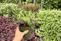 Anthurium Hoffmanii x Red HU - 2 Live 4-Inch Pots (Potted)