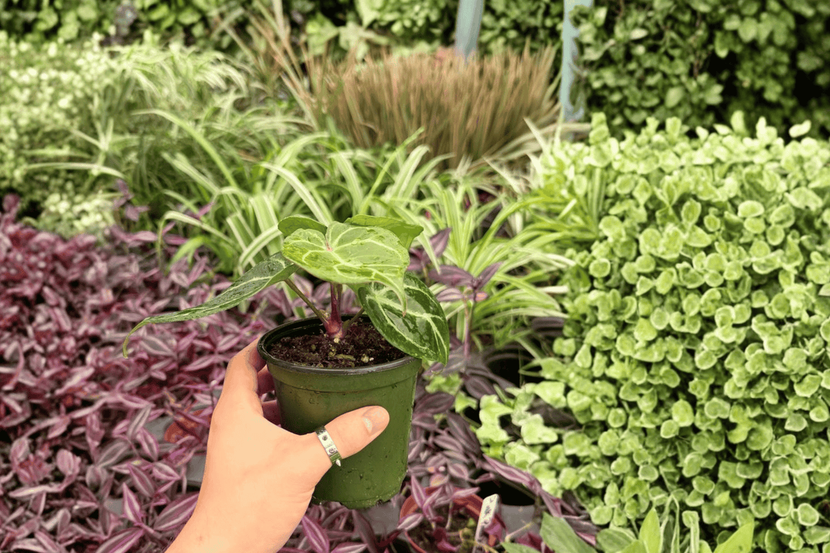 Anthurium Hoffmanii x Red HU - 2 Live 4-Inch Pots (Potted)