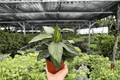 Calathea Beauty Star Goeppertia ornata ‘Beauty Star’ – 2 Live Plants in 4" Pots (Exact Plants)