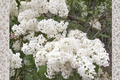 Betsy Ross Lilac Live Plant 1 Gallon – Syringa × oblata Fragrant White Flowering Shrub