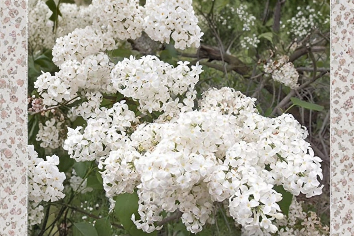 Betsy Ross Lilac Live Plant 1 Gallon – Syringa × oblata Fragrant White Flowering Shrub