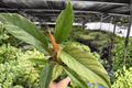 Philodendron Pluto Choco Empress - 2 Exact Live Plants in 4-Inch Pots