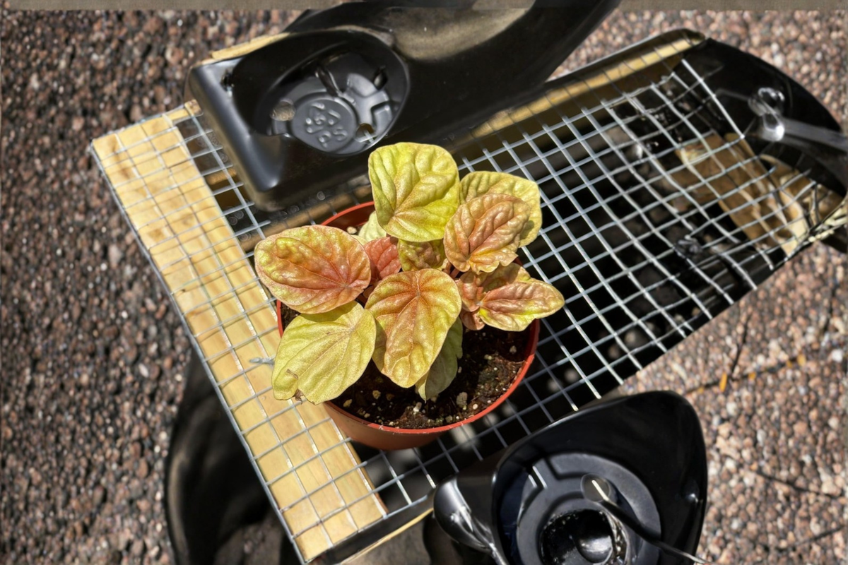 Peperomia Quito Live Plant - Variegated Tropical Starter Plant