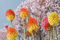 Kniphofia Solarfare Solar Flare Red Hot Poker - 3 Live Starter Plants in 1 Qt Pots