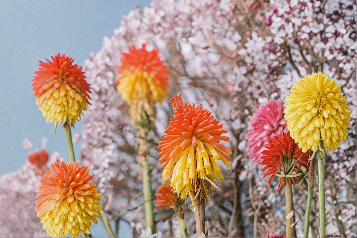 Kniphofia Solarfare Solar Flare Red Hot Poker - 3 Live Starter Plants in 1 Qt Pots
