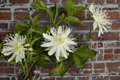 Snowpop Passion Flower Passiflora incarnata - White Flowering Live Climbing Vine