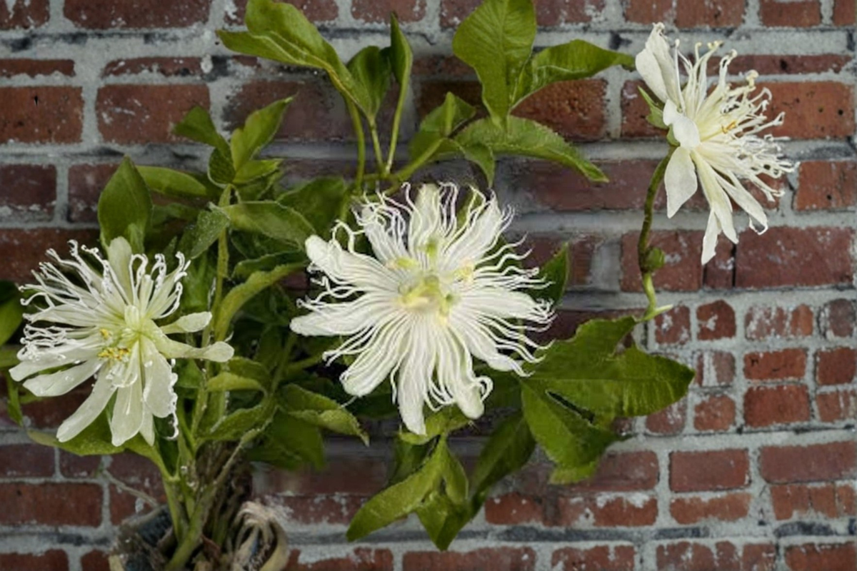 Snowpop Passion Flower Passiflora incarnata - White Flowering Live Climbing Vine