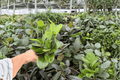 Hoya australis - 2 Live Plants in 4-Inch Pots (Exact Plants) | Trailing Tropical Houseplant