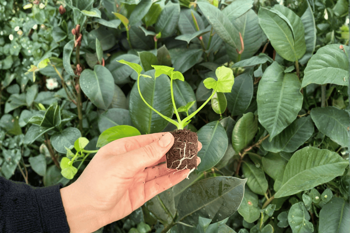 Philodendron Hope Aurea Variegated Starter Plants (2) – Exact Specimens