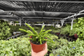 Rhipsalis sulcata – 2 Bare Root Live Plants in 4-Inch Size (Exact Plants Pictured)