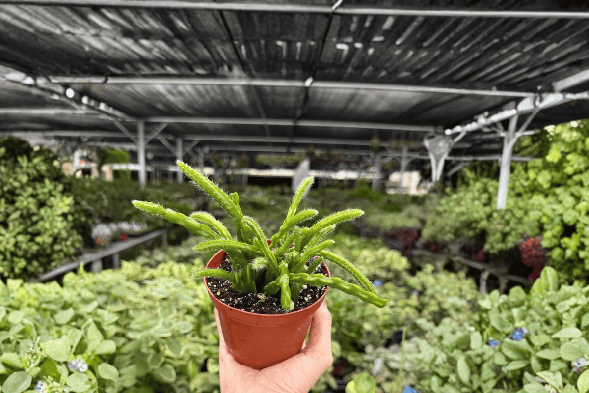 Rhipsalis sulcata – 2 Bare Root Live Plants in 4-Inch Size (Exact Plants Pictured)