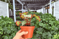 Harmony’s Reign of Fire Begonia – 2 Exact 4-Inch Pot Live Plants