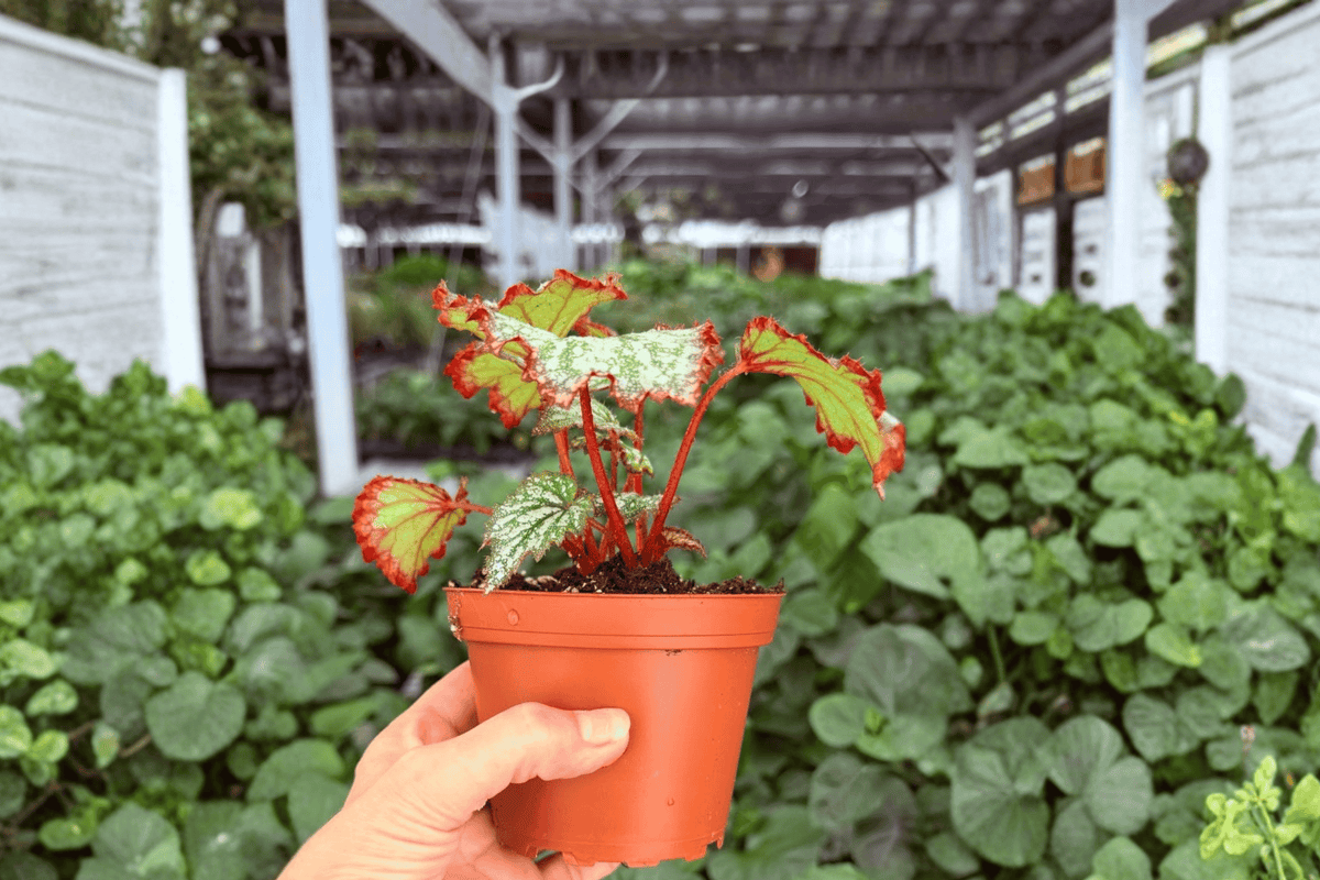 Harmony’s Reign of Fire Begonia – 2 Exact 4-Inch Pot Live Plants