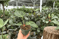 Anthurium Crystal x Golden Live Plants — 4-Inch Pots (2-Pack)