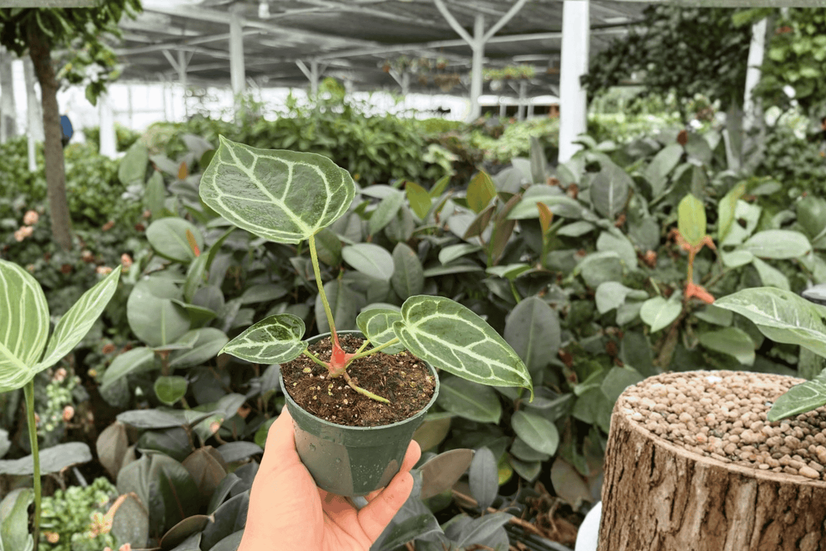 Anthurium Crystal x Golden Live Plants — 4-Inch Pots (2-Pack)