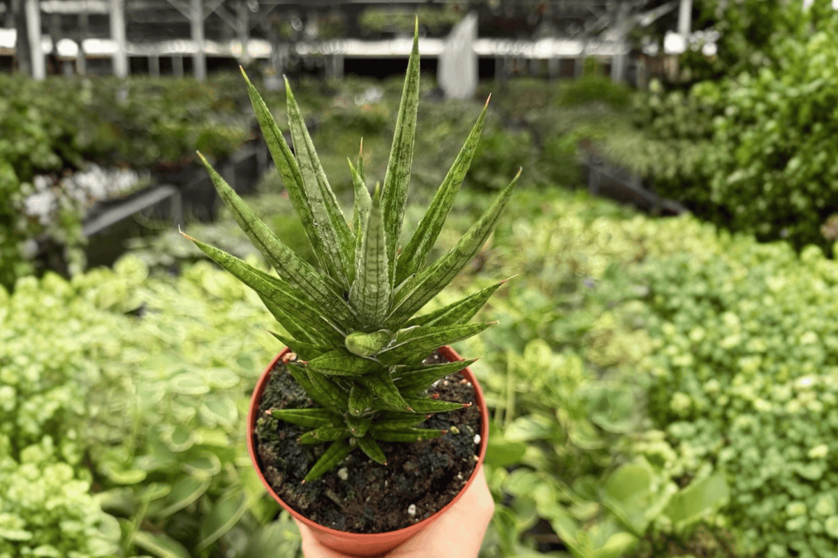 Sansevieria Francisii Dracaena francisii - 2 Live Plants in 4-Inch Pots