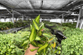 Hoya Macrophylla Pot of Gold - 2 Live Plants in 4-Inch Pots