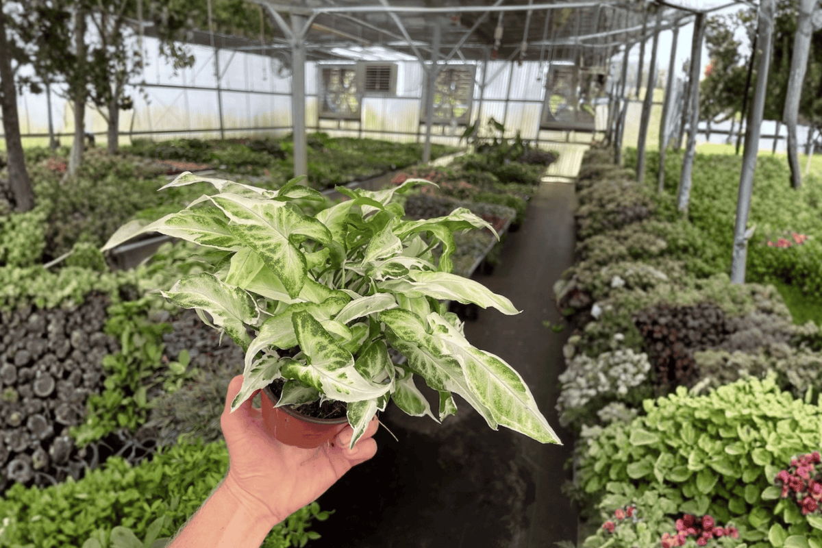 Syngonium 'Starlite' Live Plants – 2 in 4-Inch Pots