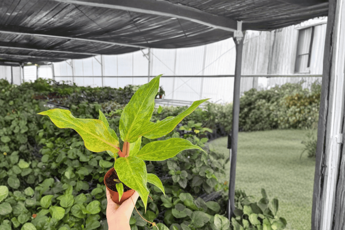 Philodendron Orange Marmalade – 2 Live Plants in 4-Inch Pots