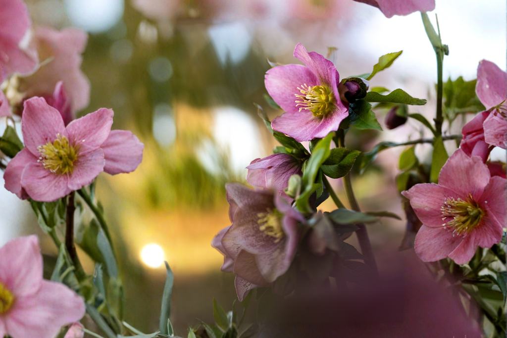 3 Lenten Rose Starter Plants (Helleborus spp.) - Live Starter Plants for Shade Gardens