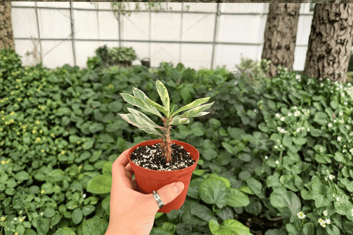 Variegated Crown of Thorns Euphorbia milii - 2 Live Plants in 4-Inch Pots
