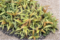 Philodendron Caramel Pluto Live Plant - Starter 2-Inch Pot