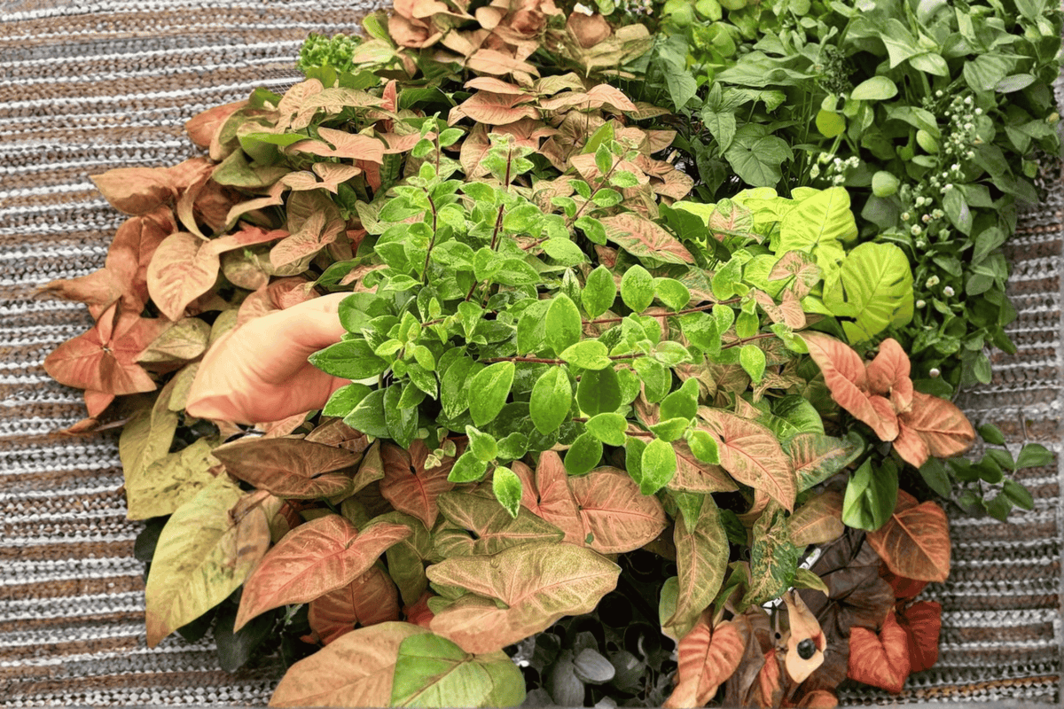 Variegated Lipstick Lobbianus 2 Live Plants | Aeschynanthus lobbianus, 4-Inch Pot