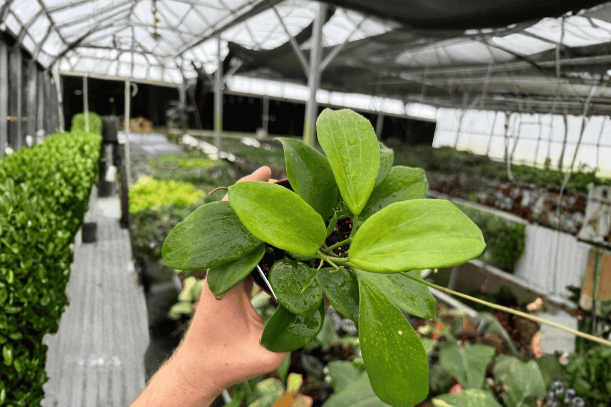 Hoya quinquenervia Live Plants – 2 in 4-Inch Pots | Tropical Wax Plant