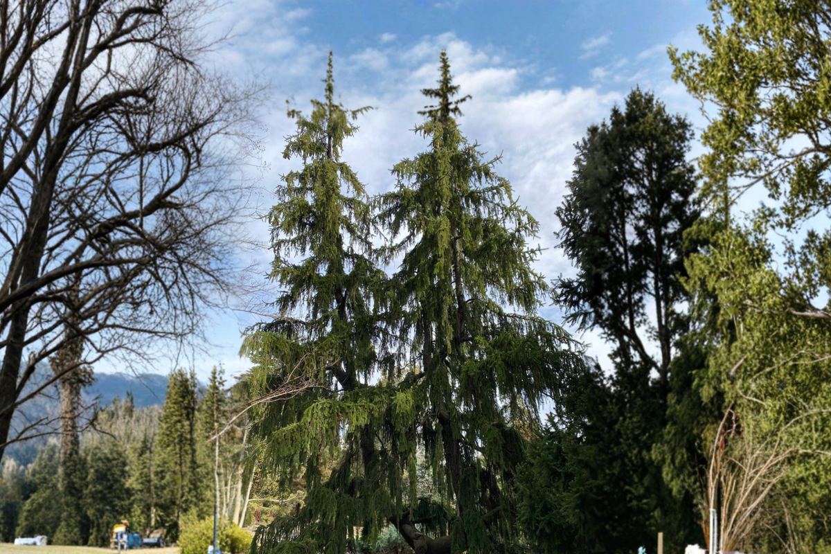 Pendula Weeping Norway Spruce - Picea abies 'Pendula' Live Plant, 18 Inches in 1 Gallon Pot