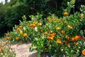 Kimbrough Satsuma Mandarin Live Citrus Tree - Semi-Dwarf Orange FruitTree